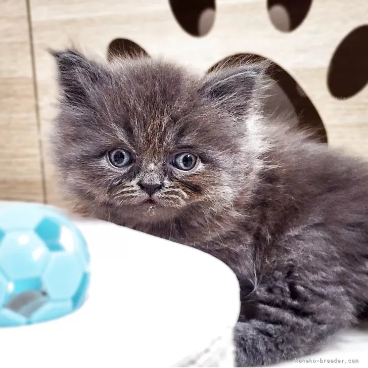 ID：2505-01671の子猫