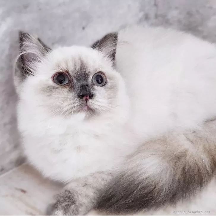 サイベリアン【神奈川県・女の子・2025年4月9日・ブルーポイント】の写真1「📷①」