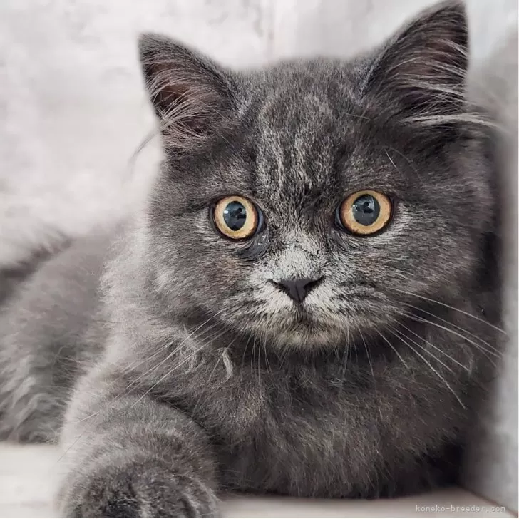 サイベリアン【神奈川県・男の子・2025年4月9日・ブルー】の写真1「📷①」