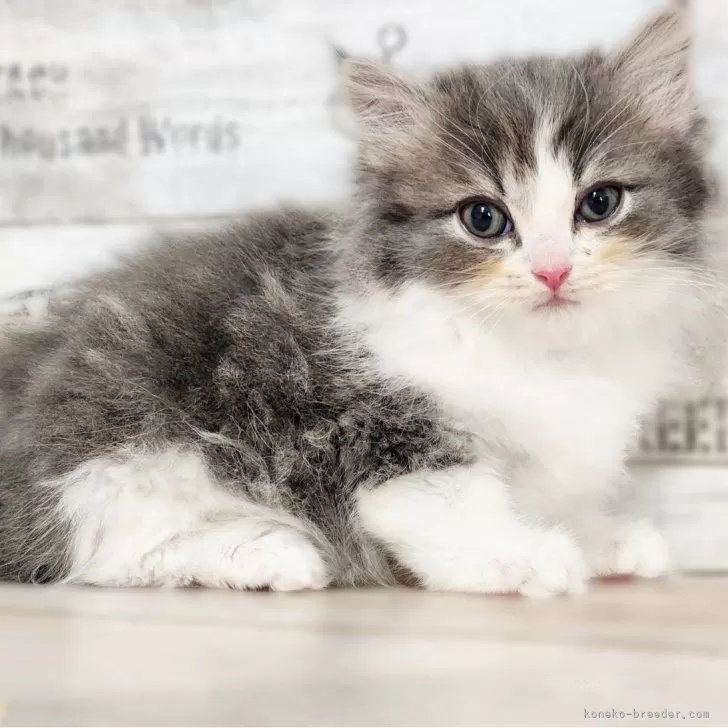 ID：2412-00453の子猫