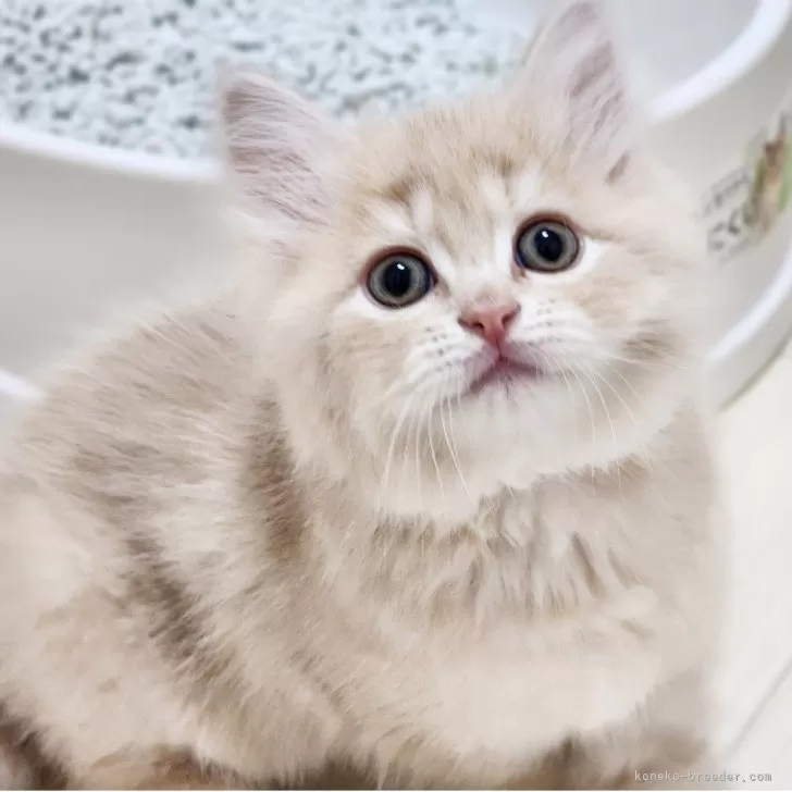 ID：2504-02175の子猫