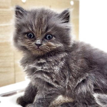 サイベリアン【神奈川県・男の子・2025年4月9日・ブルー】の写真「ちょこんと可愛い小熊くん🐻✨」