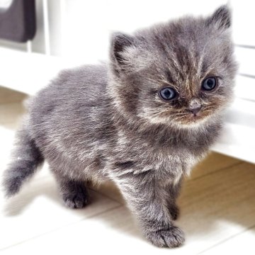サイベリアン【神奈川県・男の子・2025年4月9日・ブルー】の写真「ミニモニ。くん😼✨」