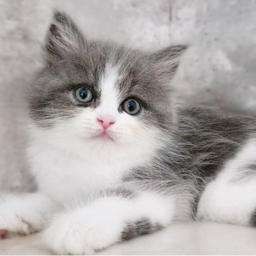 サイベリアン【神奈川県・男の子・2025年7月13日・ブルーホワイト】の写真「綺麗なハチワレくん😼」