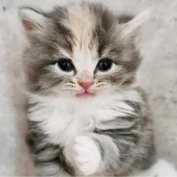 サイベリアン【神奈川県・女の子・2025年9月30日・ダイリュートキャリコ】の写真「淡い毛色の三毛ちゃん😻」