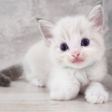 ラグドール【神奈川県・男の子・2025年7月30日・ブルーポイントバイカラー】の写真「はもBaby😻緑色リボン💚」