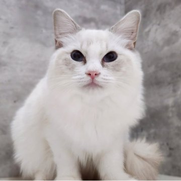 ラグドール【神奈川県・女の子・2025年5月4日・ブルーポイントバイカラー】の写真「黄もち💛😻」