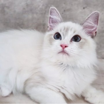 ラグドール【神奈川県・男の子・2025年5月4日・ブルーポイントバイカラー】の写真「ほたてBaby😼水色リボンくん🩵」