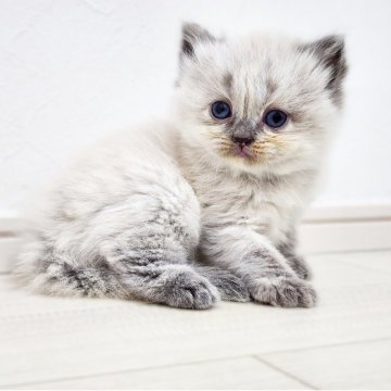 サイベリアン【神奈川県・女の子・2025年4月9日・ブルーポイント】の写真「タヌキキャット😻」