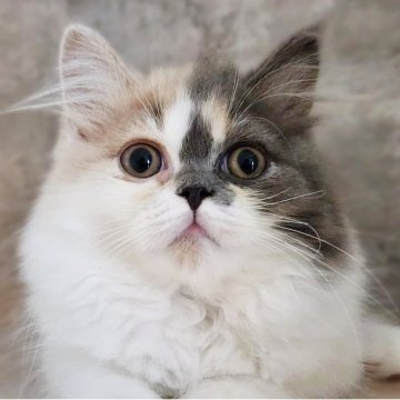 サイベリアン【神奈川県・女の子・2025年7月13日・ダイリュートキャリコ】の写真「人気のダイリュートキャリコです✨」