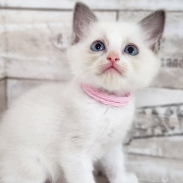 ラグドール【神奈川県・男の子・2025年5月4日・ブルーポイントバイカラー】の写真「ほたてBaby😼ピンクリボンくん🎗️」