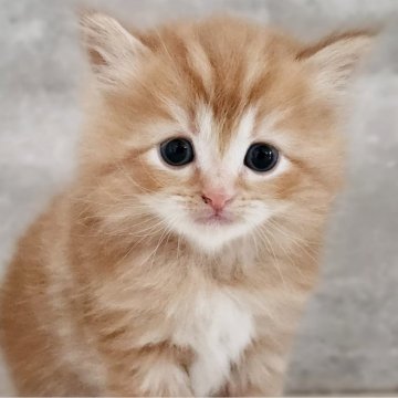 サイベリアン【神奈川県・男の子・2025年10月1日・レッドタビー】の写真「たれ目の優しい顔立ち😻」