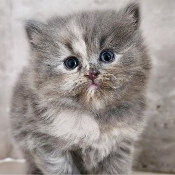 サイベリアン【神奈川県・女の子・2025年10月1日・ブルークリーム】の写真「ブルー斑っ子😻」