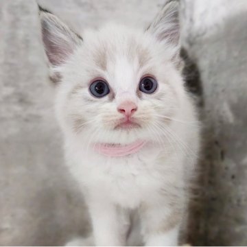 ラグドール【神奈川県・女の子・2025年7月30日・シールポイントバイカラー】の写真「はもBaby😻赤色リボン🩷」