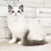 ラグドール【神奈川県・男の子・2024年11月2日・ブルーポイントバイカラー】の写真1「📷①」