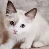 ラグドール【神奈川県・女の子・2025年7月30日・シールポイントバイカラー】の写真3「📷③」