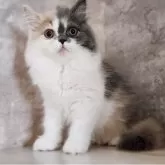 サイベリアン【神奈川県・女の子・2025年7月13日・ダイリュートキャリコ】の写真2「📷②」