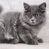 サイベリアン【神奈川県・男の子・2025年4月9日・ブルー】の写真4「📷④」