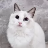 ラグドール【神奈川県・女の子・2025年5月4日・ブルーポイントバイカラー】の写真3「📷③」