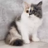 サイベリアン【神奈川県・女の子・2025年7月13日・ダイリュートキャリコ】の写真5「📷⑤」