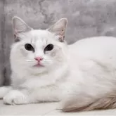 ラグドール【神奈川県・女の子・2025年5月4日・ブルーポイントバイカラー】の写真4「📷④」