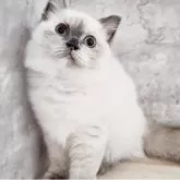 サイベリアン【神奈川県・女の子・2025年4月9日・ブルーポイント】の写真6「📷⑥」