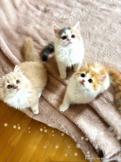 西村緑ブリーダー