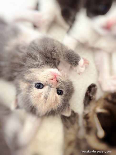 西村　緑(にしむら　みどり)ブリーダー(北海道・スコティッシュフォールドなど・国内団体血統書登録)の紹介写真2