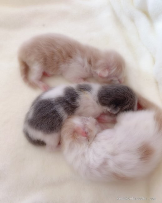 西村　緑(にしむら　みどり)ブリーダー(北海道・スコティッシュフォールドなど・国内団体血統書登録)の紹介写真3