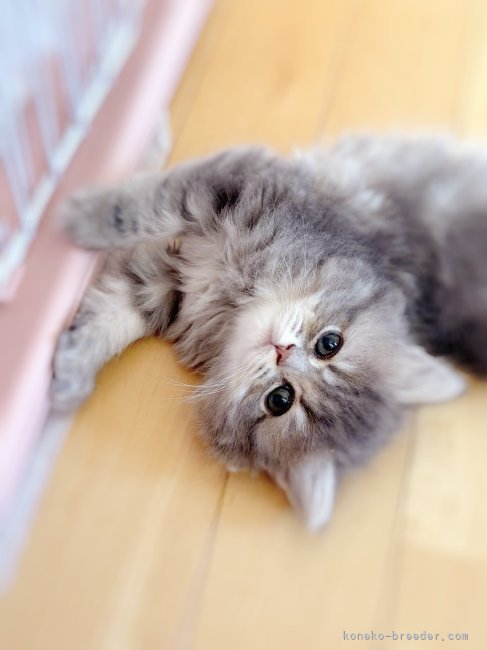 西村　緑(にしむら　みどり)ブリーダー(北海道・スコティッシュフォールドなど・国内団体血統書登録)の紹介写真7