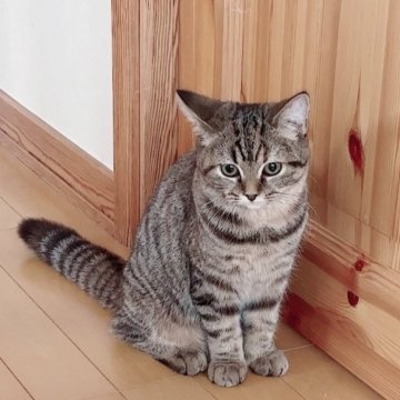 スコティッシュフォールド【北海道・女の子・2025年6月23日・ブラウンタビー】の写真「とても甘えん坊で、愛らしい女の子」