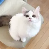 スコティッシュフォールド(立ち耳)【北海道・女の子・2025年5月21日・ダイリュートキャリコ】の写真2