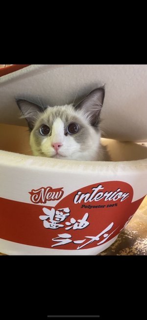 一宮　かおり(いちみや　かおり)ブリーダー(香川県・エキゾチックロングヘアなど・ICC登録)の紹介写真2