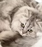 エキゾチックロングヘア【香川県・男の子・2023年9月15日・シルバータビー】の写真3