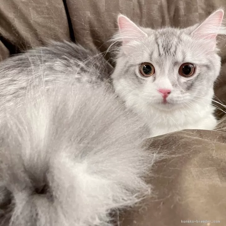 ID:2311-01333の子猫