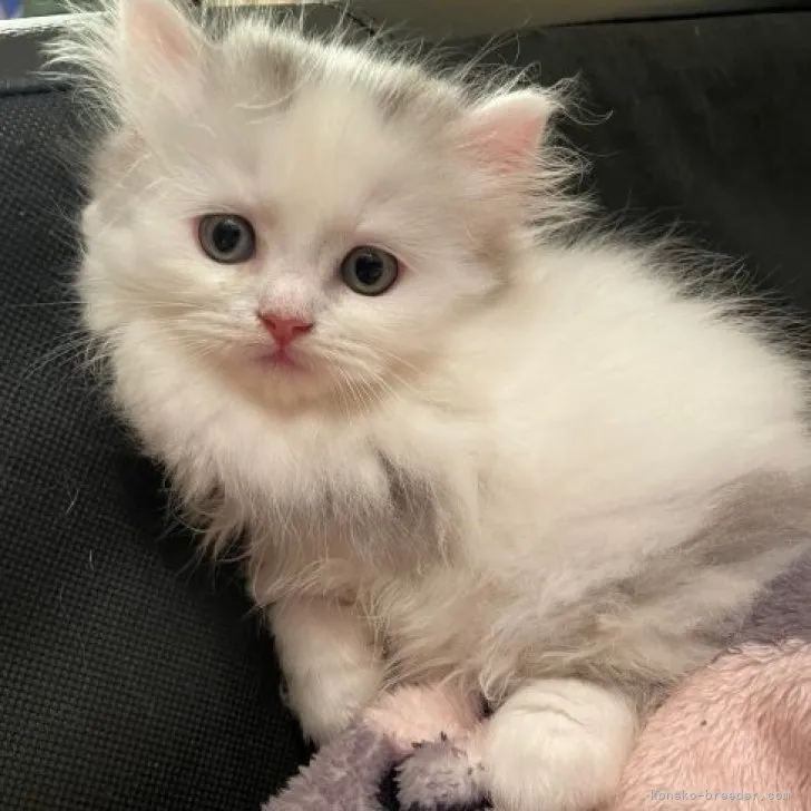 ID：2308-01408の子猫