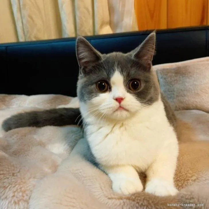 もる 様のお迎えした子猫