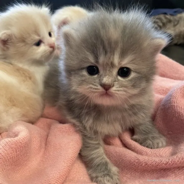 ID:2306-02431の子猫