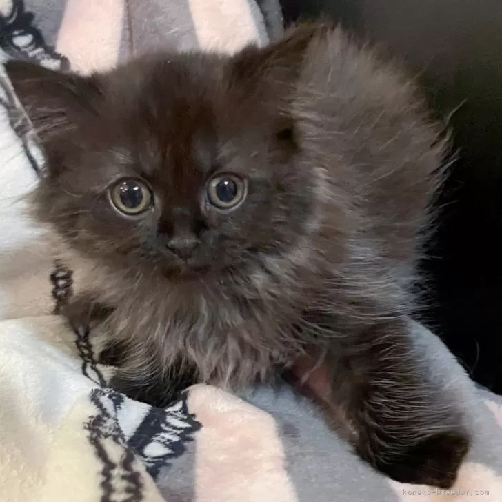 ID：2312-00908の子猫