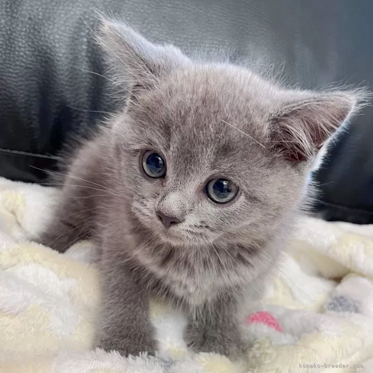 ID：2406-03248の子猫