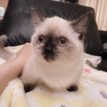 マンチカン(短足)【兵庫県・女の子・2023年10月30日・シールポイント（やや中毛寄りのふわふわ短毛ちゃ）】の写真「おとぼけフェイスの極短脚女の子ちゃん♡」