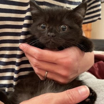 マンチカン(長足)【兵庫県・男の子・2023年7月28日・ブラック（短毛ちゃん）】の写真「小熊の赤ちゃんの様な愛らしさ♡」