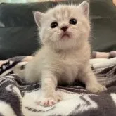 マンチカン(長足)【兵庫県・女の子・2023年7月5日・シールリンクスポイント】の写真1「兄弟中で紅一点のかわい子ちゃん❤️」