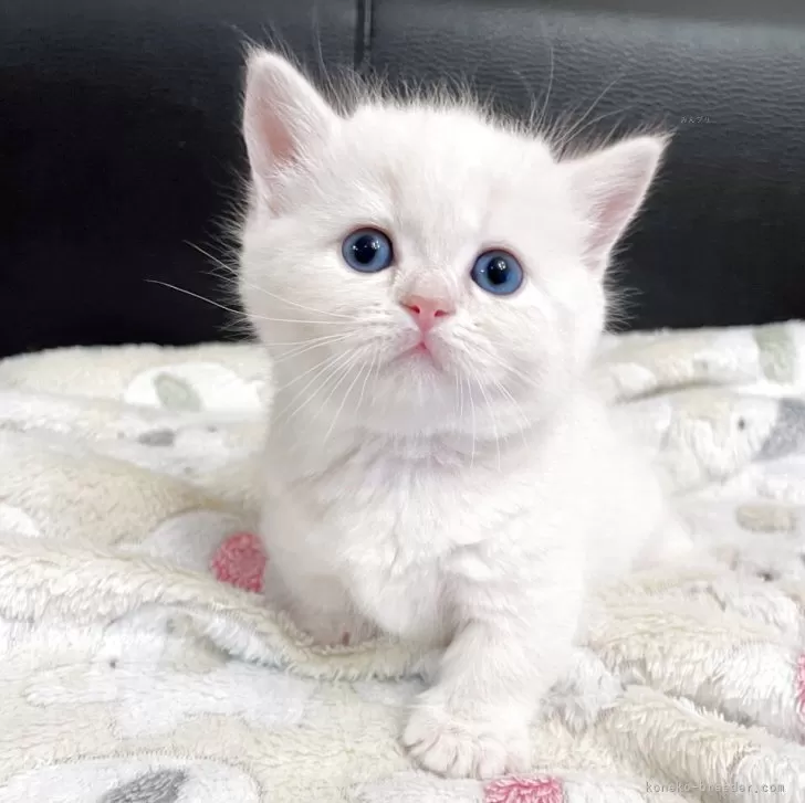 ID：2508-03394の子猫