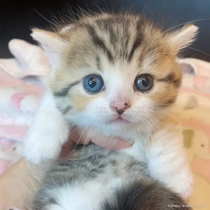 チョビ 様のお迎えした子猫