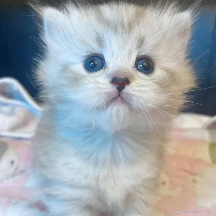 ID:2503-01233の子猫