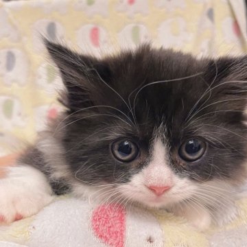 マンチカン(短足)【兵庫県・女の子・2025年10月3日・ブラック&ホワイト(バイカラー)（ふわふわ長毛ちゃん）】の写真「綺麗なハチワレ短足ちゃん♡」