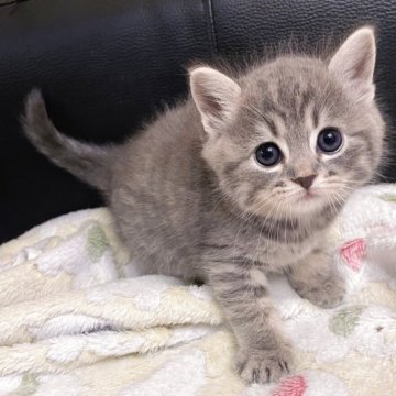 マンチカン(長足)【兵庫県・男の子・2025年7月25日・ブルータビー（ふわふわ短毛ちゃん♡）】の写真「人気カラーのイケメン王子様♡」