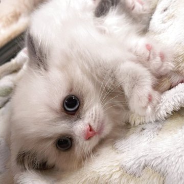 マンチカン(短足)【兵庫県・女の子・2025年10月3日・ブルーポイントバイカラー（ふわふわ長毛さん）】の写真「ラグドールカラーの短脚ちゃん♡」