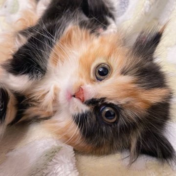 マンチカン(短足)【兵庫県・女の子・2025年10月3日・キャリコ（ふわふわ長毛ちゃん）】の写真「大人気の短脚三毛猫ちゃん❤︎」